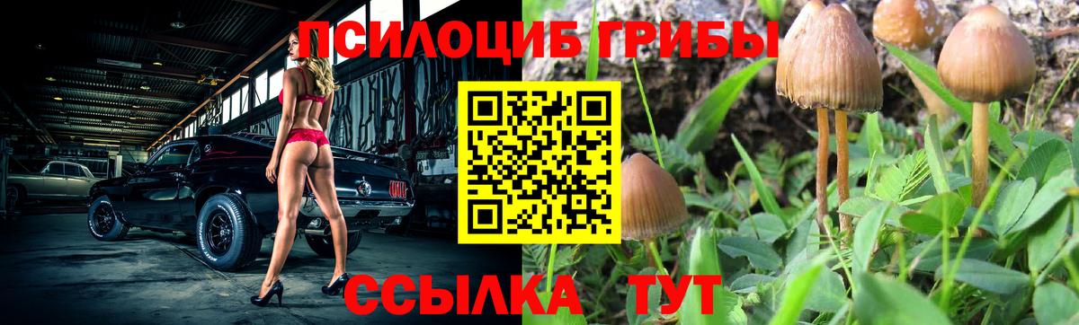 Новосибирск  Псилоцибиновые грибы Psilocybe  Вход с VPN 